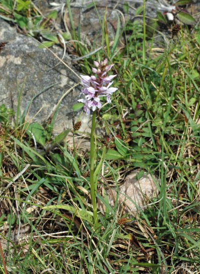 Heath-spotted Orchid- Dactylorhiza maculata