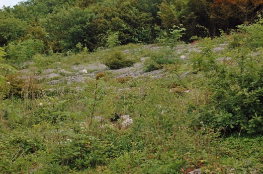 The main expanse of Limestone Pavement