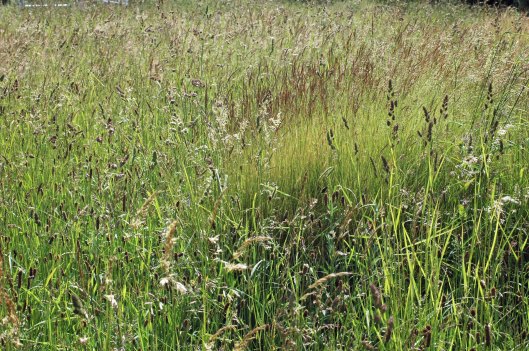 A lush display of tall meadow grasses