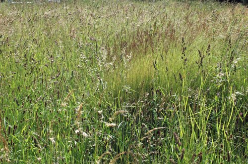 A lush display of tall meadow grasses