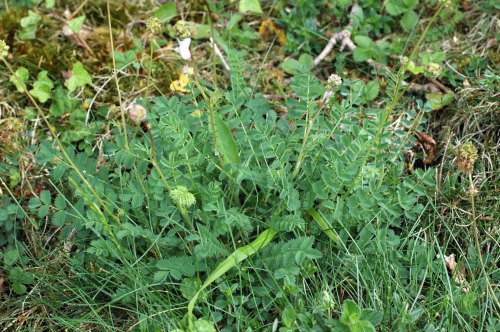 The leaves of Salad Burnet comprise up to 12 pairs of rounded, toothed leaflets, and form a rosette at the base of the flower stem. 