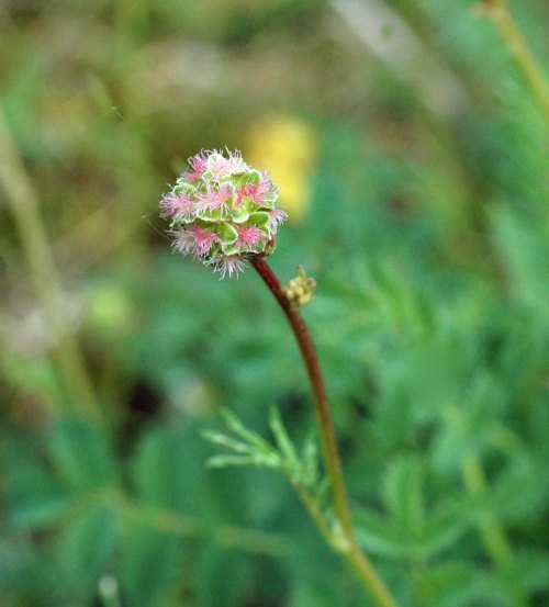 Salad Burnet flower