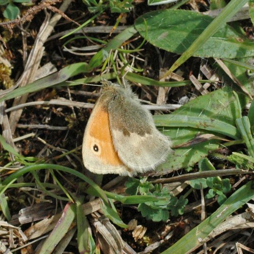 Small Heath - Coenonympha pamphilus