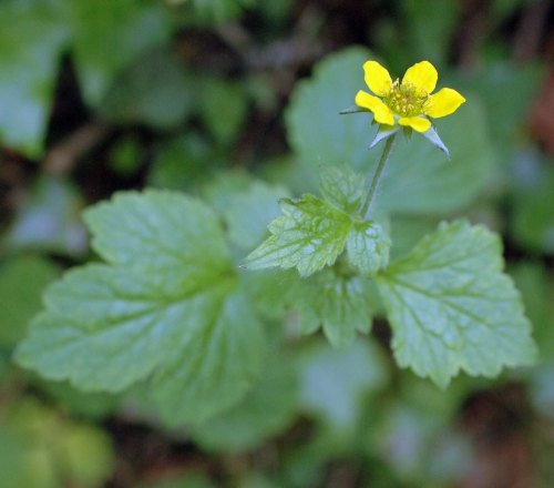 Wood Avens