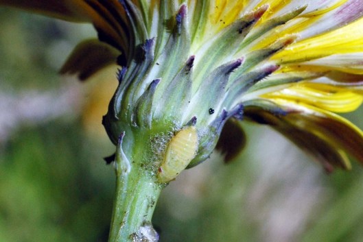 Froghopper larva exposed from beneath its frothy blanket