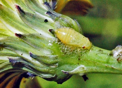 An enlarged (photographically) froghopper larva