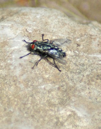 Flesh-fly-Sarcophoga carnaria