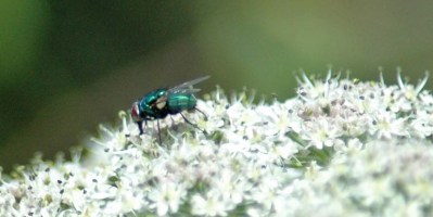 130630TGNR-Greenbotttle fly on hogweed-Little Orme