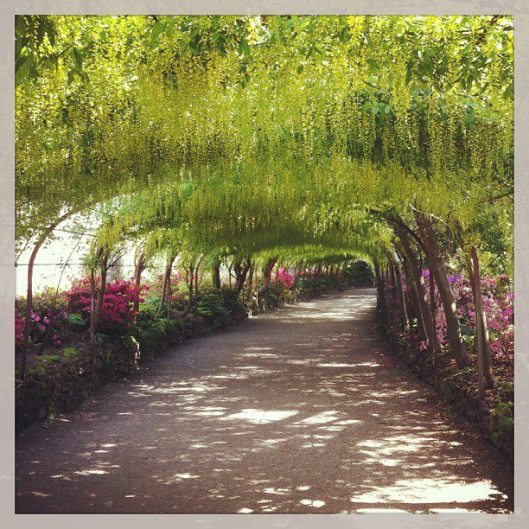 The laburnum arch, not quite at its best but you can see the potential