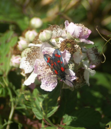 6-Spot Burnet Moth on bramble flowers