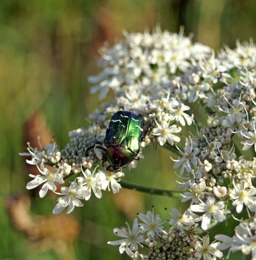 2/7/08-Rose Chafer on Hogweed - Pembrokeshire Coastal Path