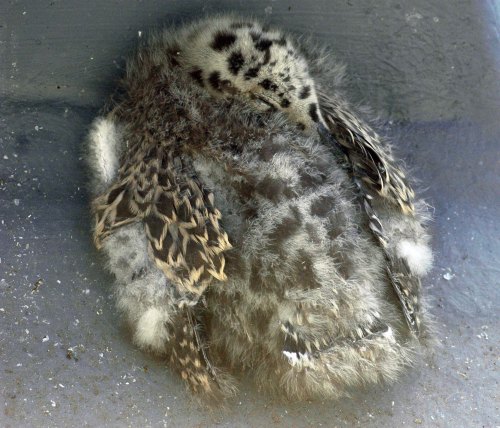 Tucked up taking a nap