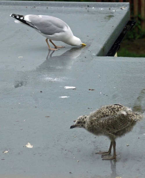 Mum doesn't make it look any easier