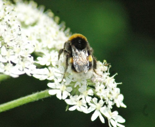 30/6/13-Bumblebee on Hogweed flowers, Little Orme