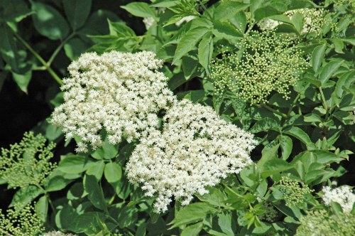 Elder blossom and leaves