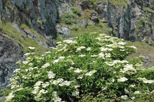 Elder tree with cliff of the Little Orme in the background