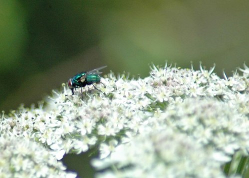 30/6/12-Greenbottle fly on hogweed - Little Orme
