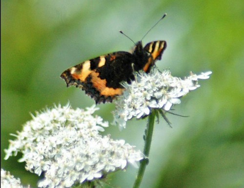 30/6/13-Small Tortoiseshell on hogweed-Little Orme