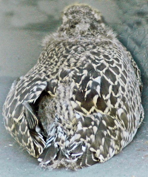 That's it then, might as well have a nap