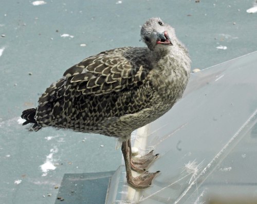 Standing on the ledge of the lantern