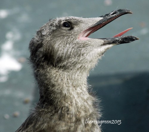 Opening the bill wide is another strategy to release body heat