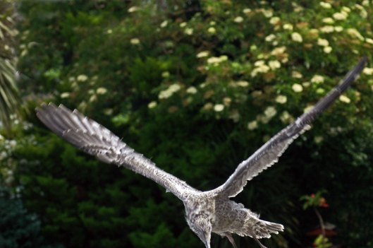 Continuing to practice her flying