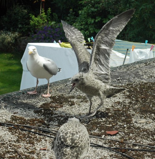 Young gull's sister arrives from above