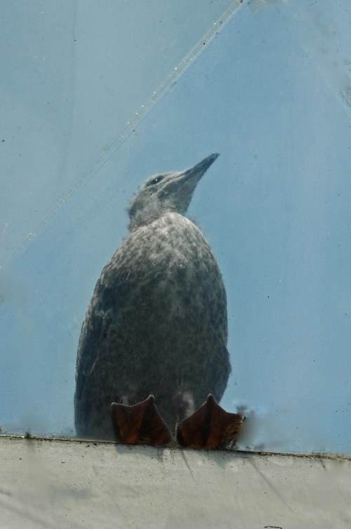 Our view from beneath him