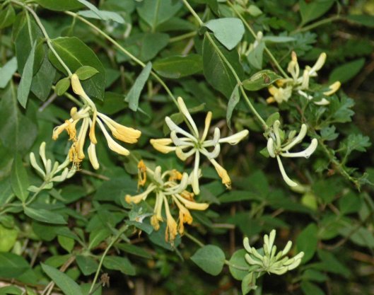 Honeysuckle blossoms