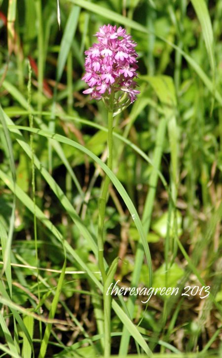 Another Pyramidal Orchid
