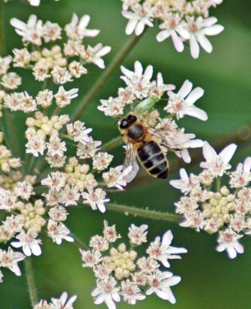 Probably a hoverfly an Eristalis species