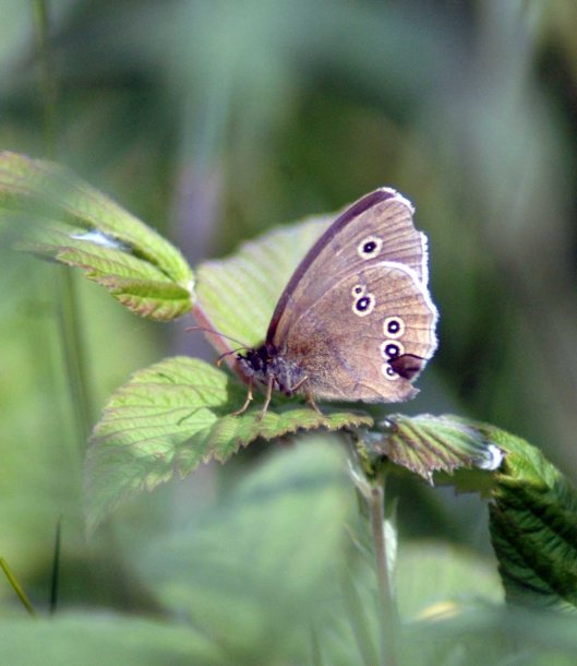 Ringlet with damaged wings