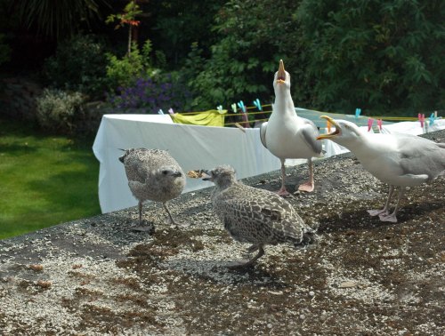 First formal introduction