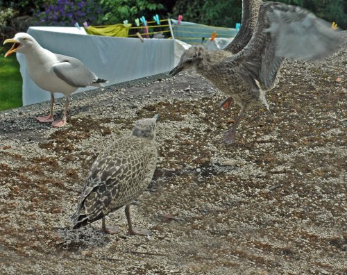 He approached for a closer look while she jumped up and down trying out her wings