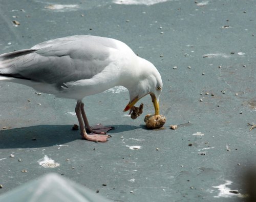 Here's your lunch kids