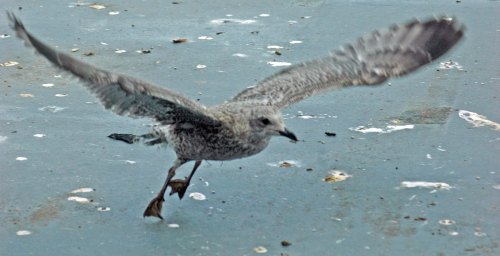 Nearly there, just one toe left on the ground