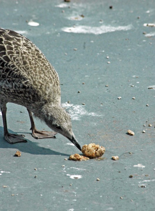 Young gull not too sure about this method of delivery