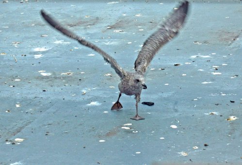 Practicing a running take-off