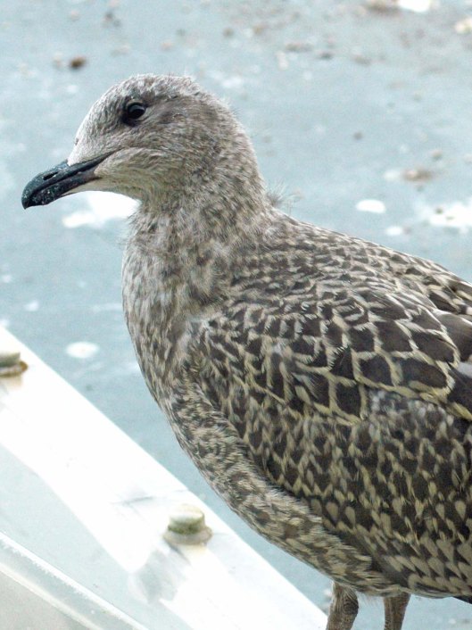 Just about all grown up