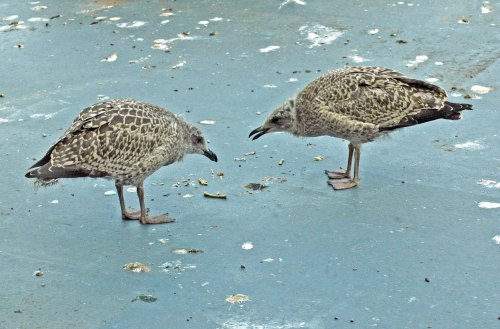 The young gulls 'playing' with a stick