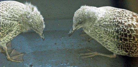 What do you do with this then?