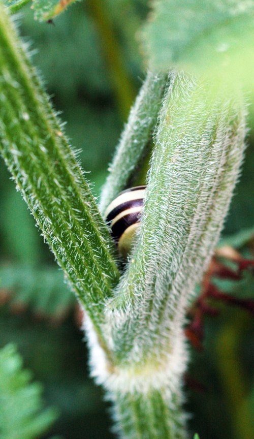 A snail tucked into hogweed stems