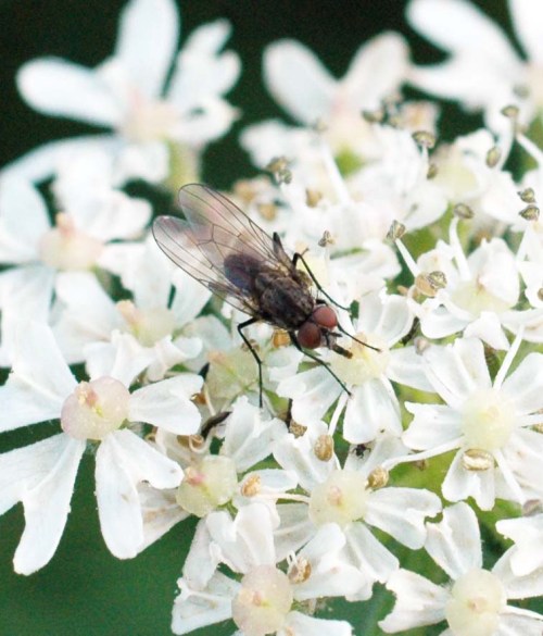 A tachinid fly nectaring on hogweed