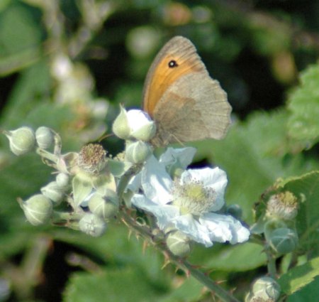 Meadow Brown feeding on bramble