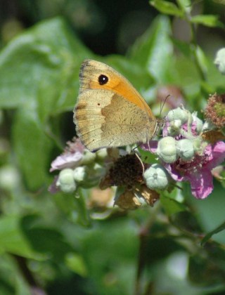 Meadow Brown on bramble flowers-Little Orme