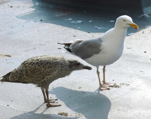 Lunch has just arrived