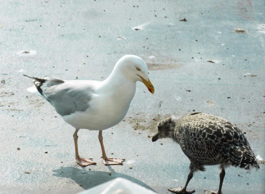 I hope you've cleaned your beak