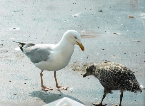 I hope you've cleaned your beak