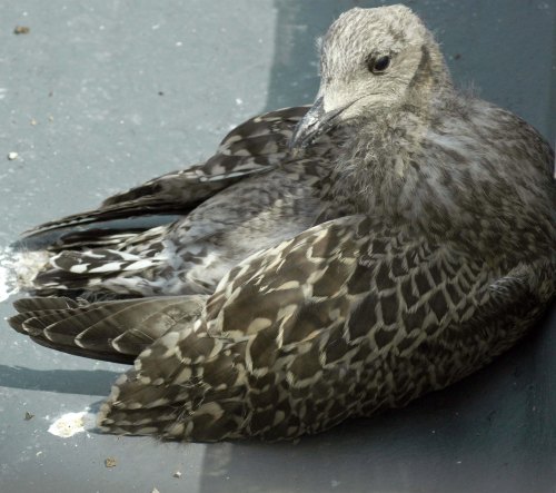 Young gull trying to squeeze into the shade