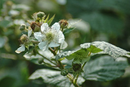 Bramble flower